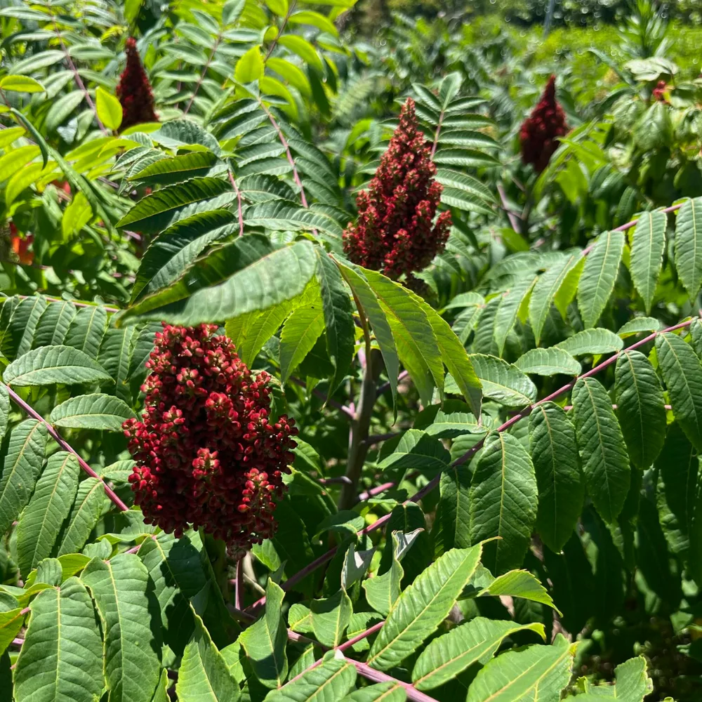 Buah Sumac